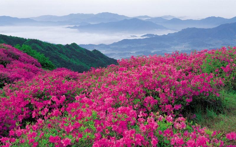 Image result for Uttarakhand is The Valley of Flowers