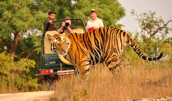Indian Wildlife Safaris