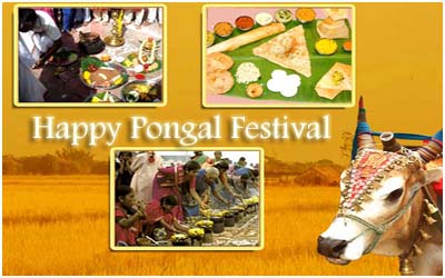 Pongal Festival,Pongal Festival 2015,Pongal
