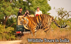 Wildlife Tours In India