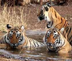 The Corbett Wildlife
