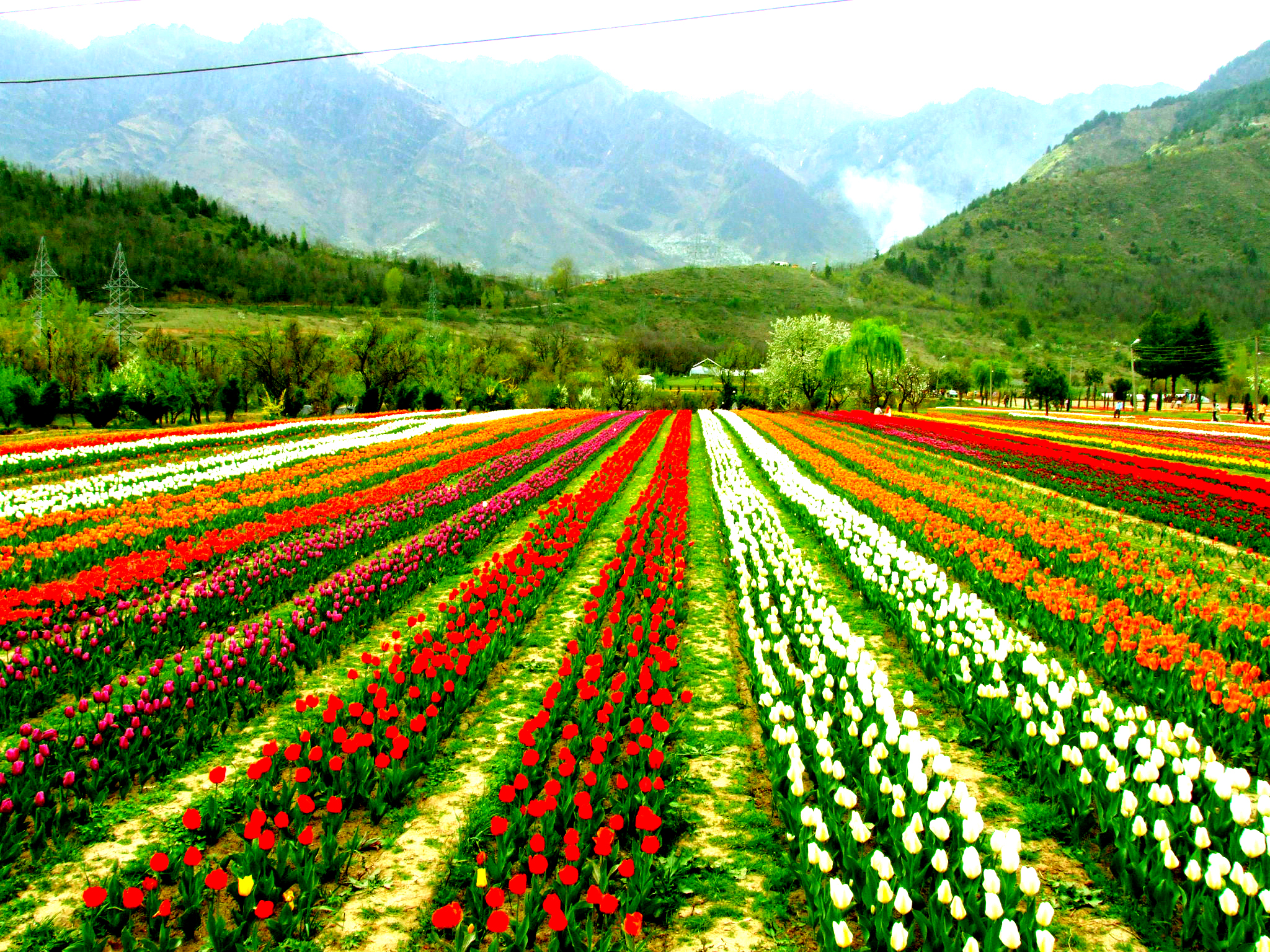 Image result for tulip garden kashmir