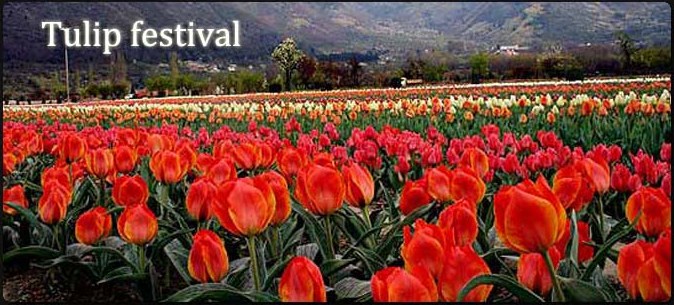 tulip festival,tulip festival 2015