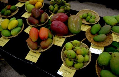 International Mango Festival
