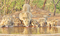 Gir National Park, wildlife India, sanctuary park India