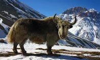 Yaak Safari photo, yaak images, Leh Yaak Safari
