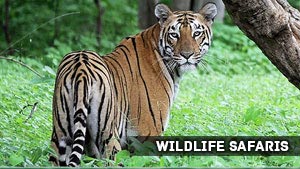 Ranthambhore Wildlife