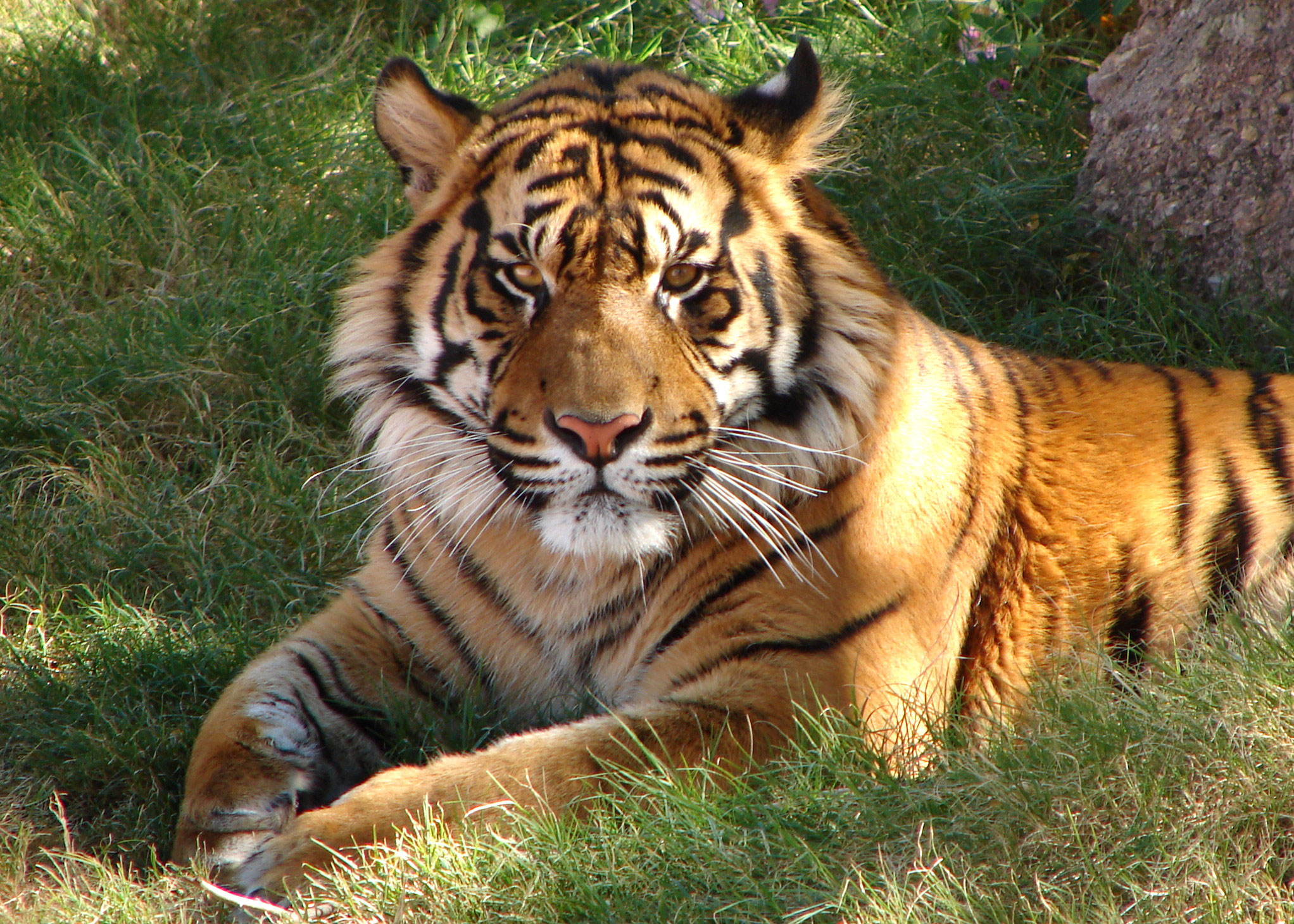Tiger Safari India